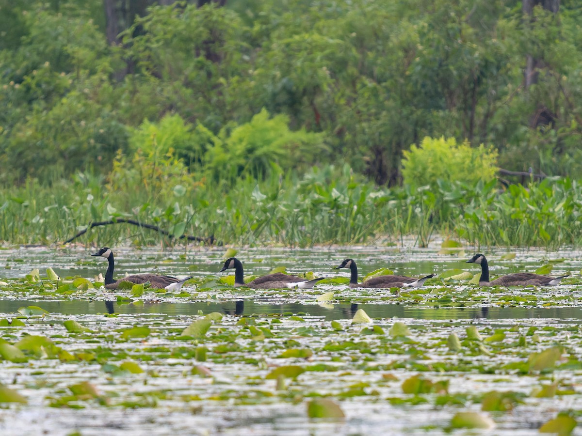 Канад галуу - ML639315788