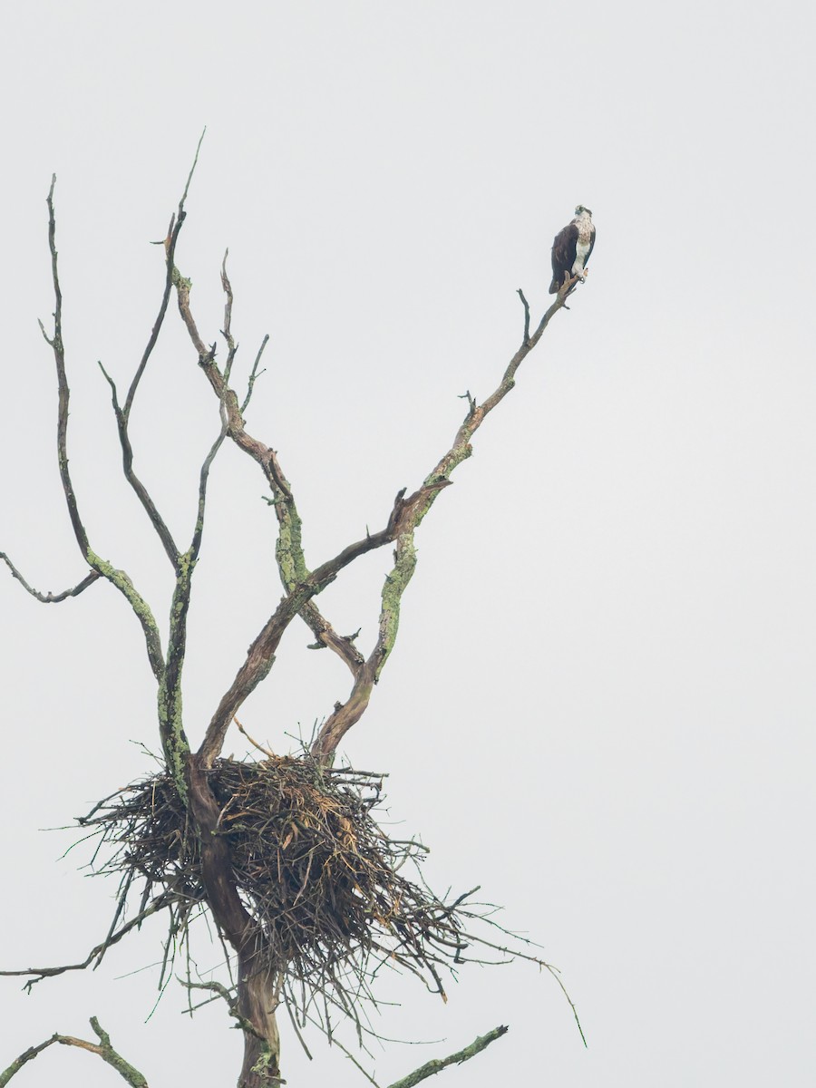 Загасч явлаг - ML639315810