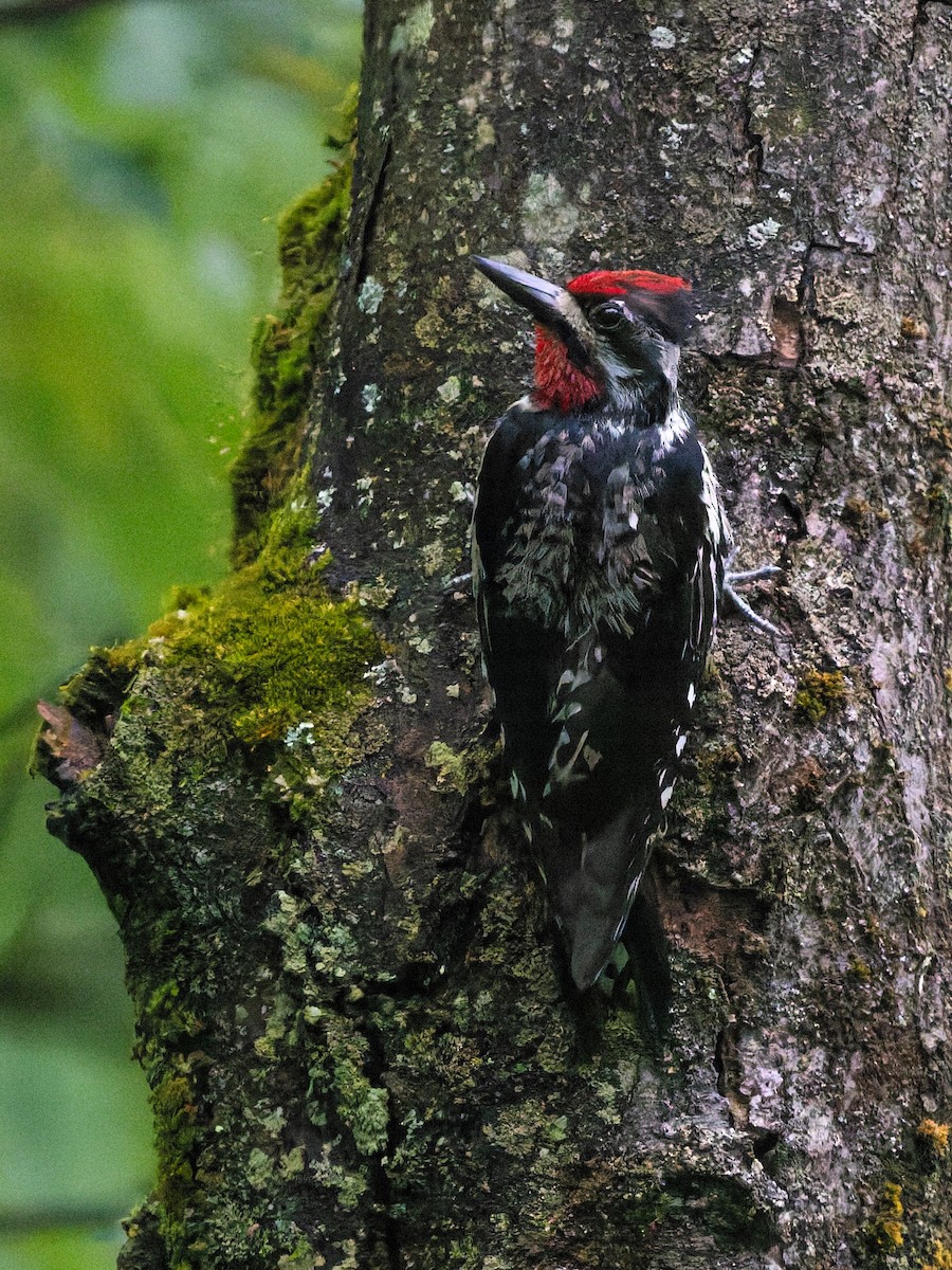 Yellow-bellied Sapsucker - ML639315818