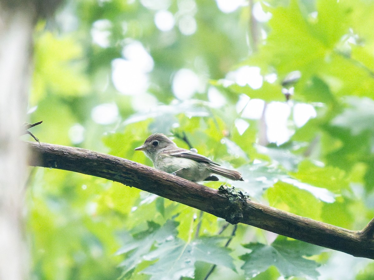 Eastern Wood-Pewee - ML639315827