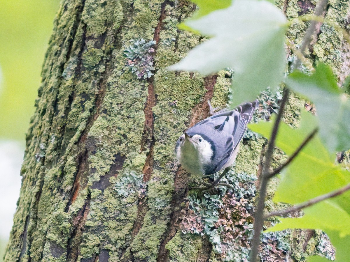 White-breasted Nuthatch - ML639315832