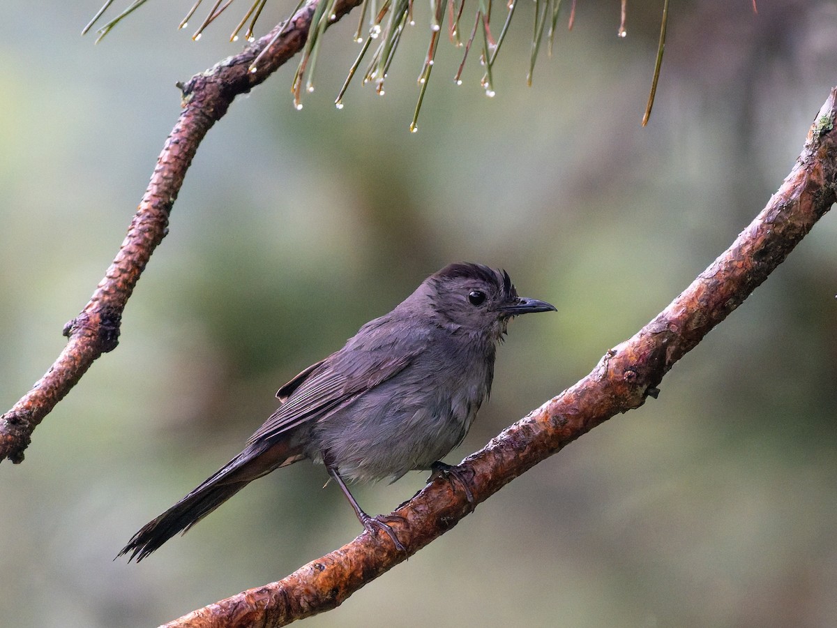 Gray Catbird - ML639315840
