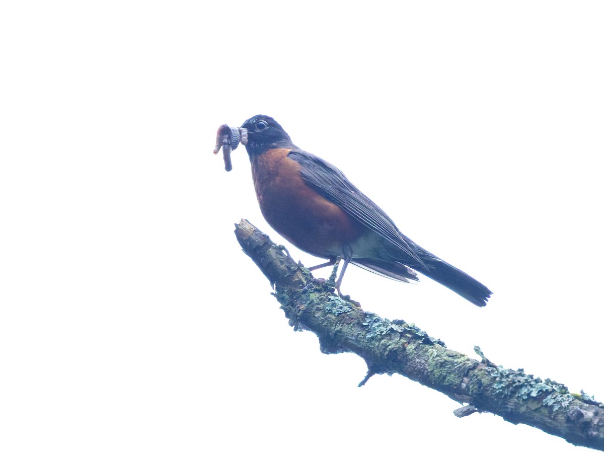 American Robin - ML639315848