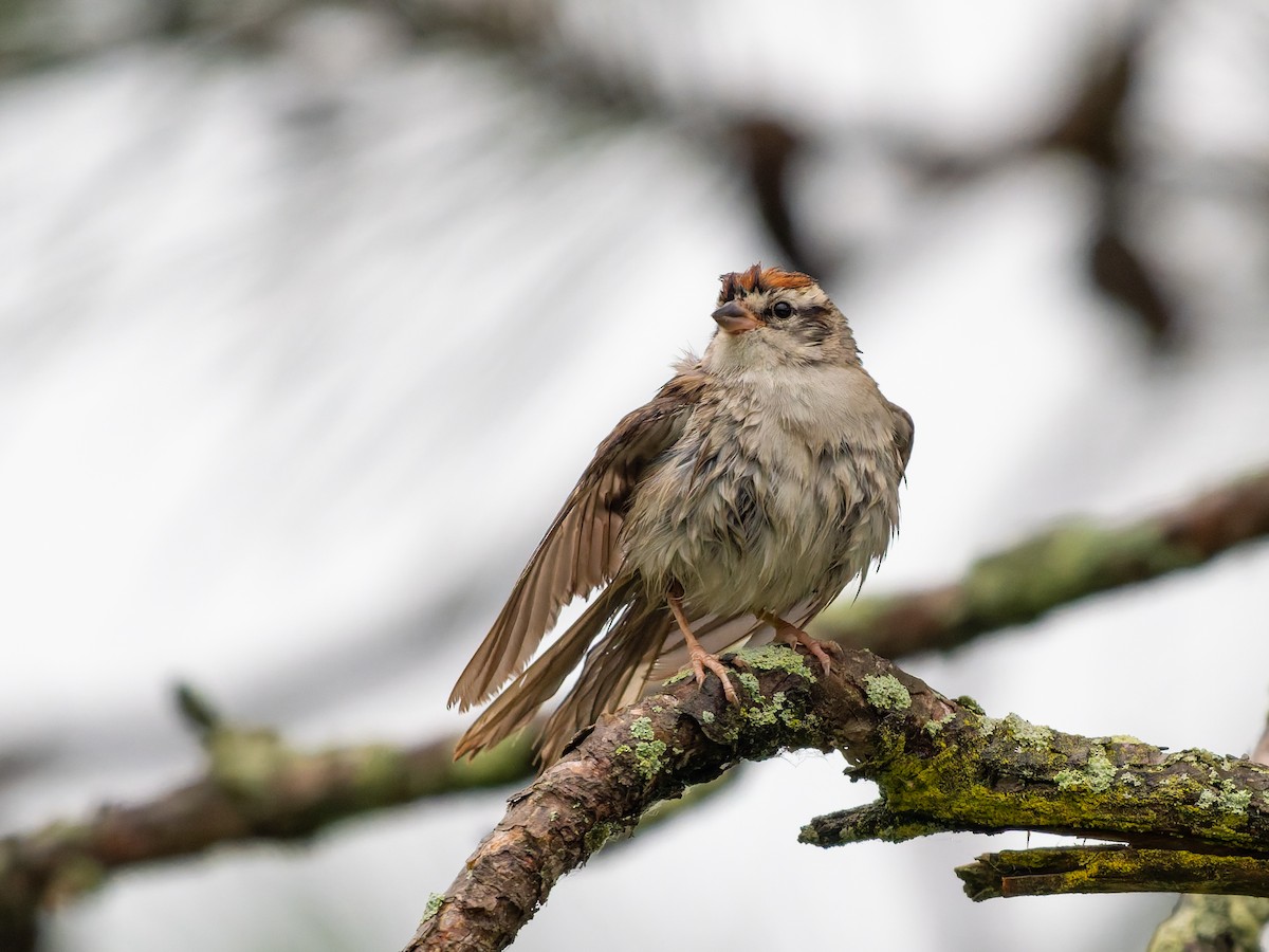 Chipping Sparrow - ML639315853