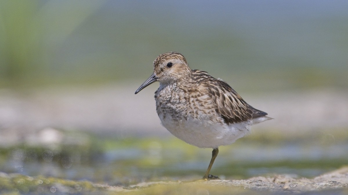 Least Sandpiper - ML639315858
