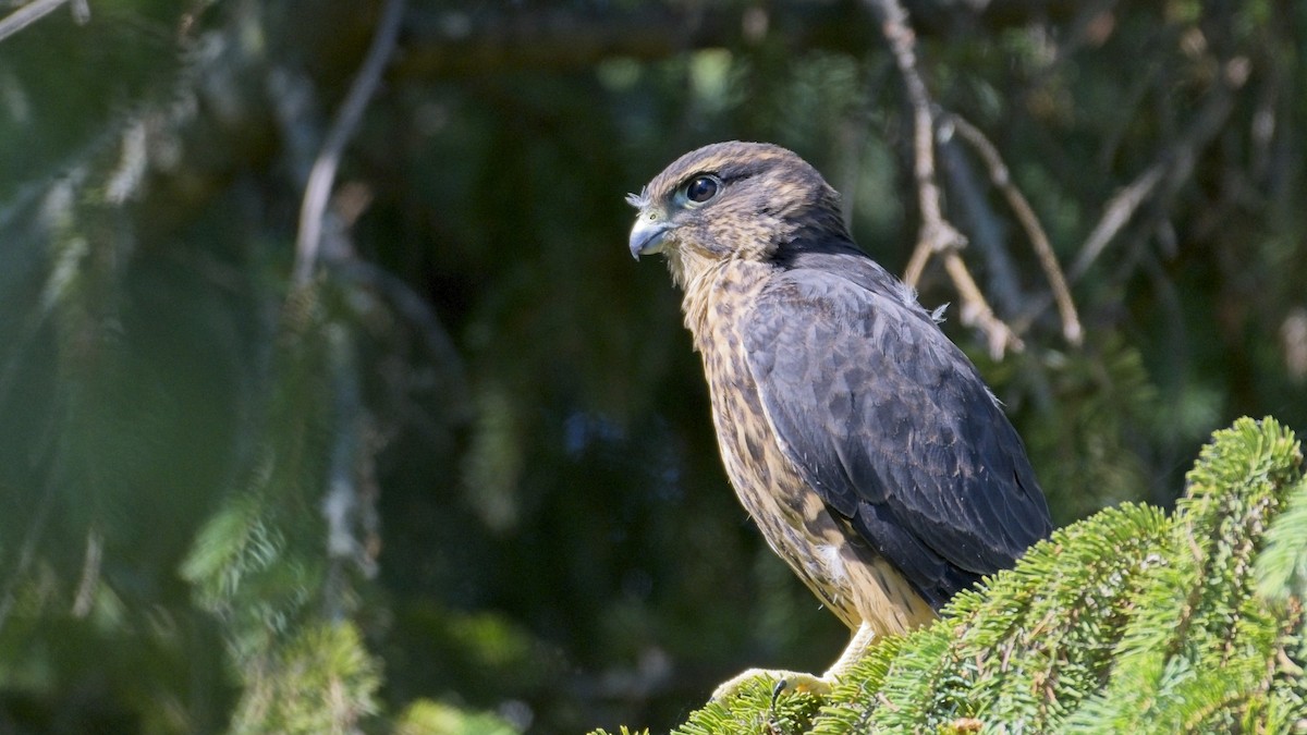 Merlin - ML639315868