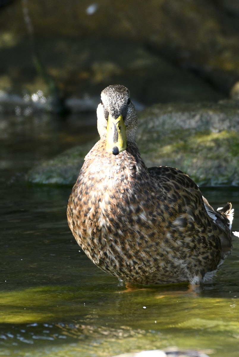 Stockente - ML639315869