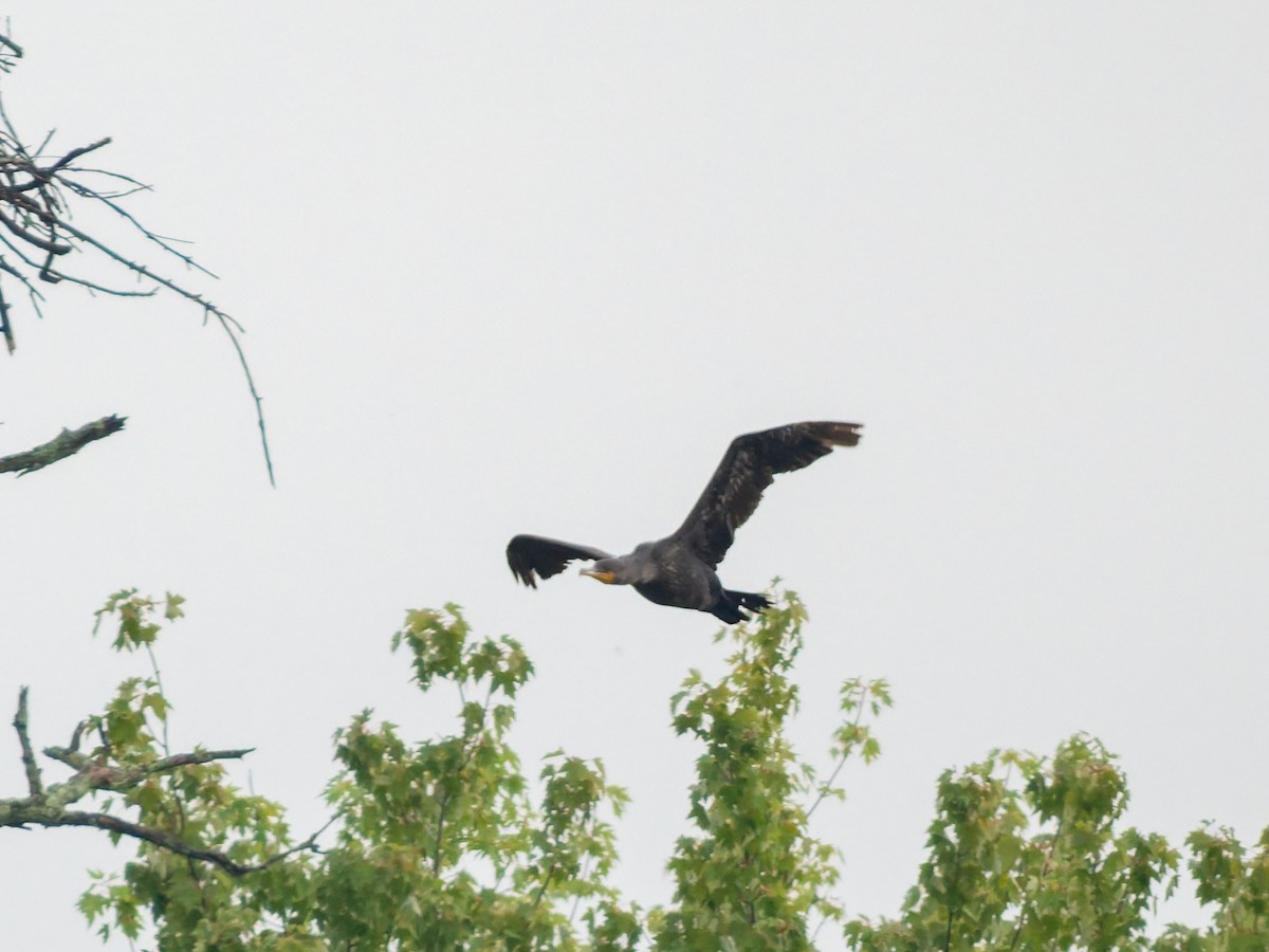 Double-crested Cormorant - ML639315870