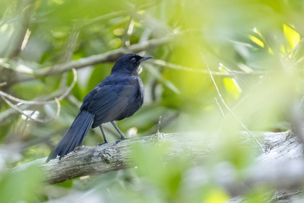 Black Catbird - ML639316027