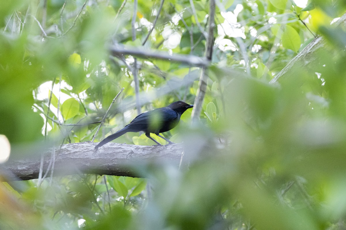 Black Catbird - ML639316028