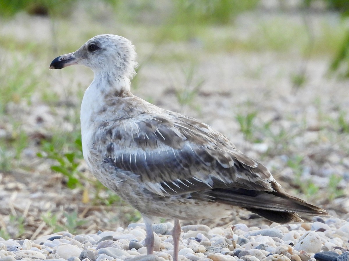 racek americký - ML639316124