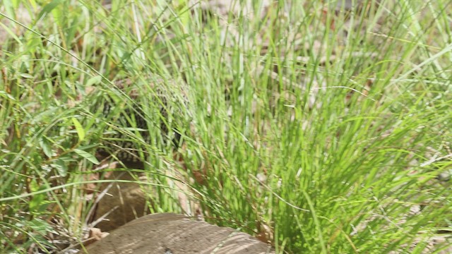 Montezuma Quail - ML639316132