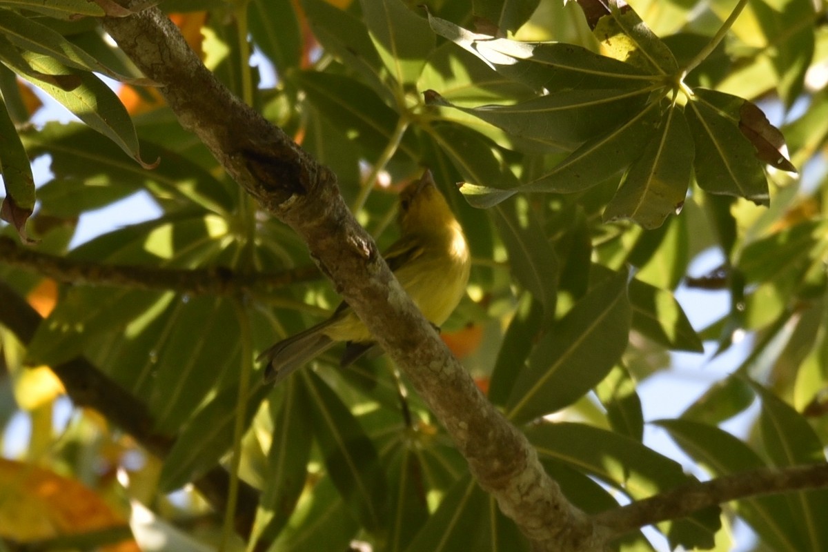 Ochre-lored Flatbill - ML639316186