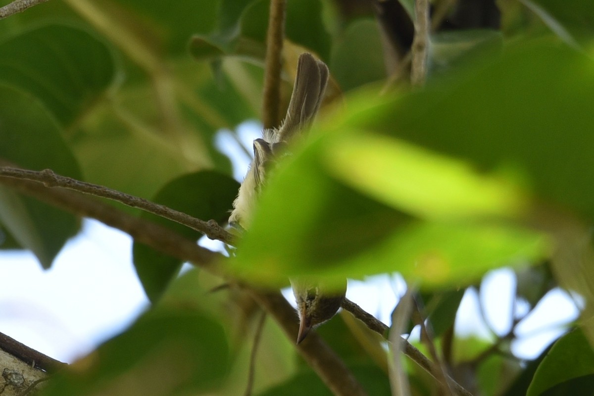 Southern Beardless-Tyrannulet - ML639316306
