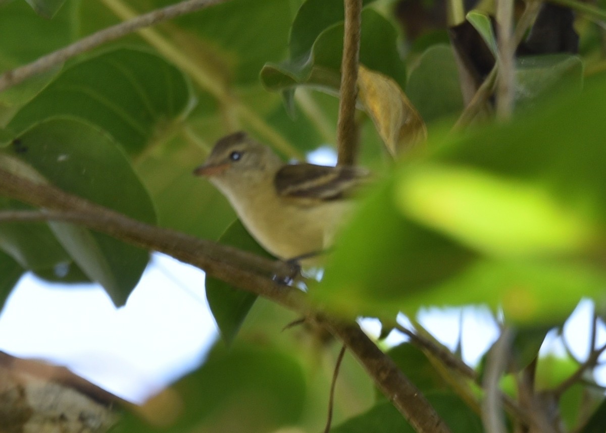 Southern Beardless-Tyrannulet - ML639316318