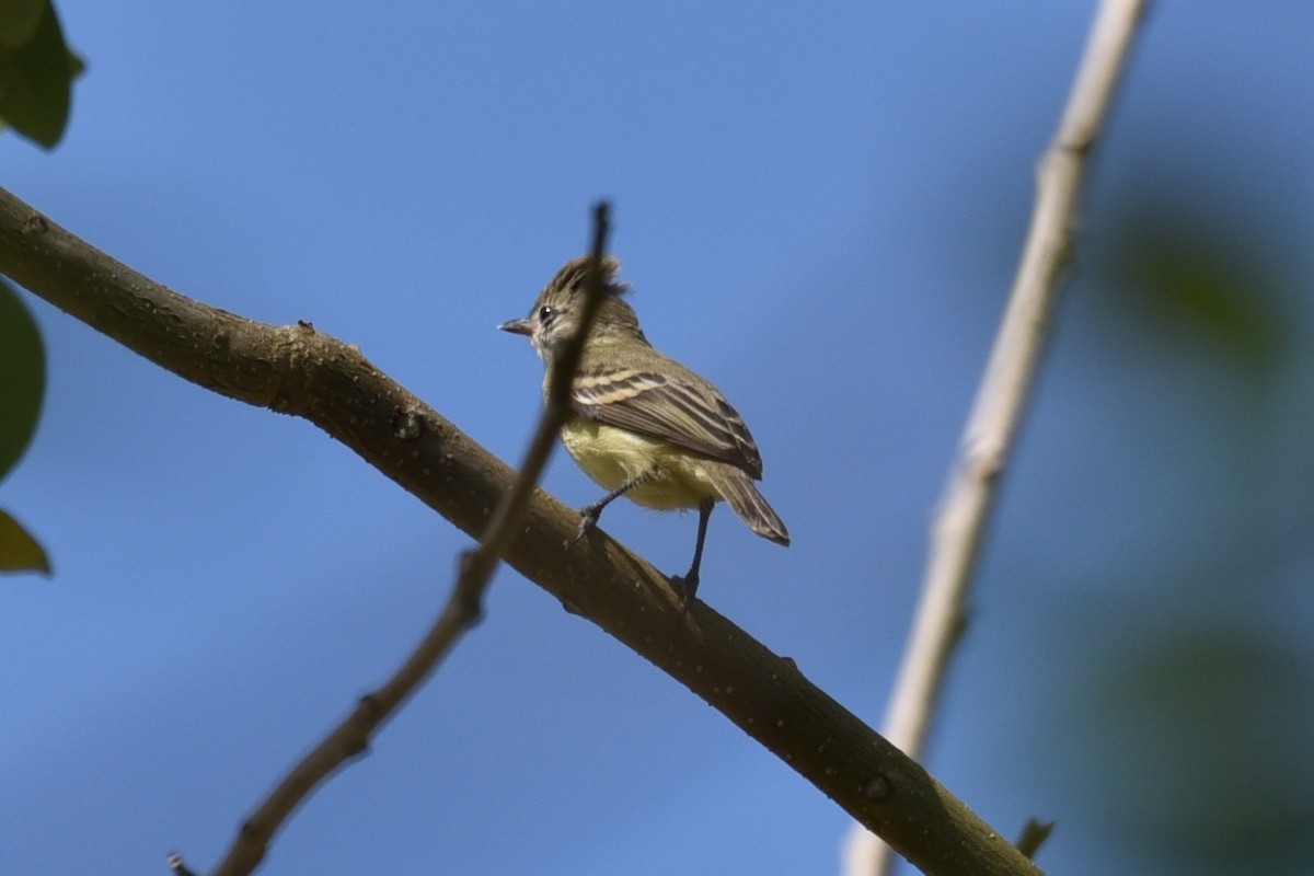Southern Beardless-Tyrannulet - ML639316347