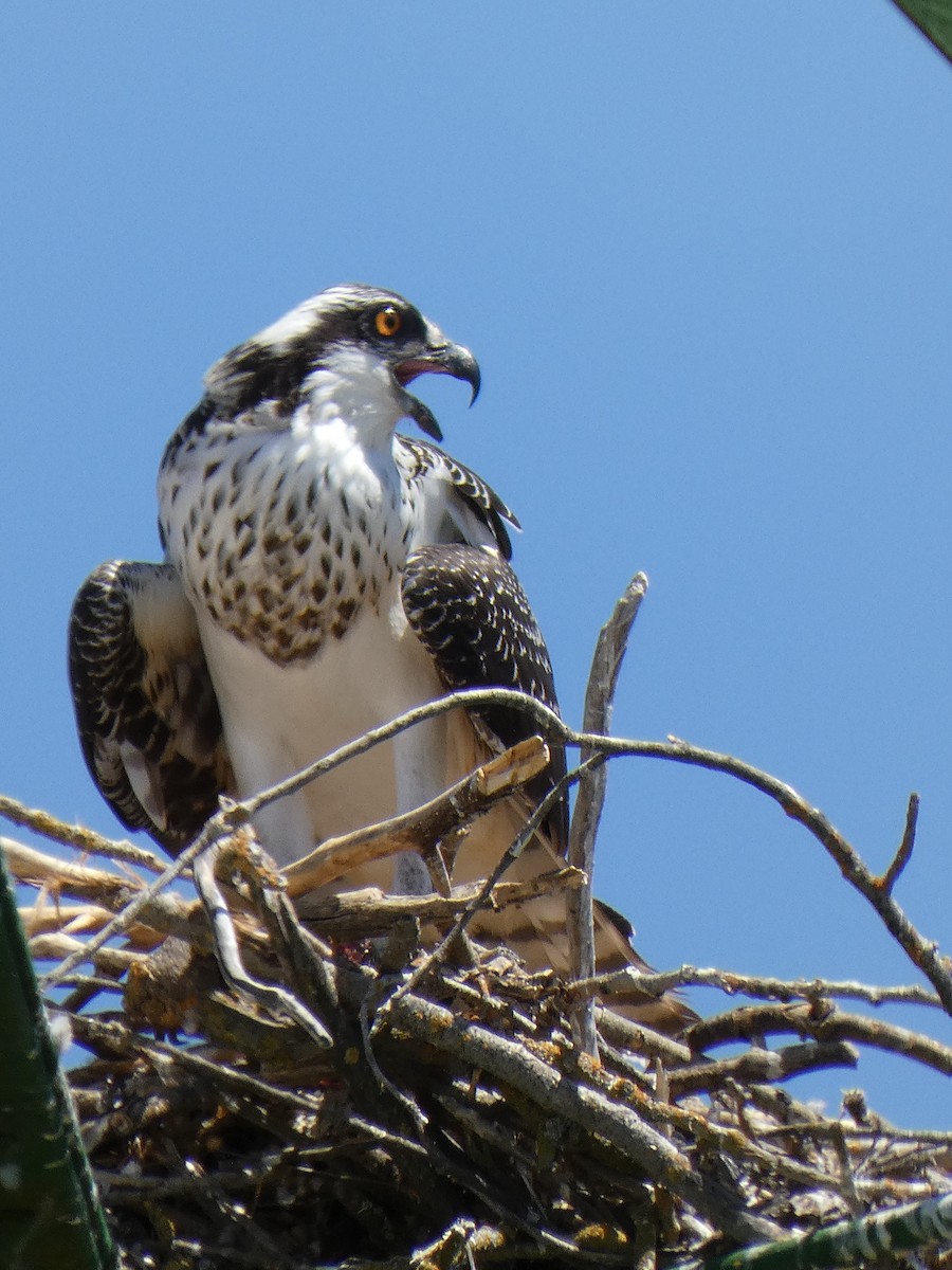 orlovec říční - ML639316407