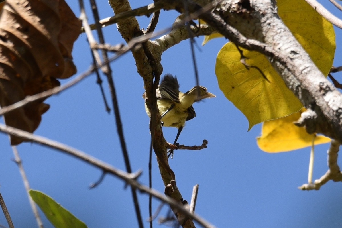 Southern Beardless-Tyrannulet - ML639316408