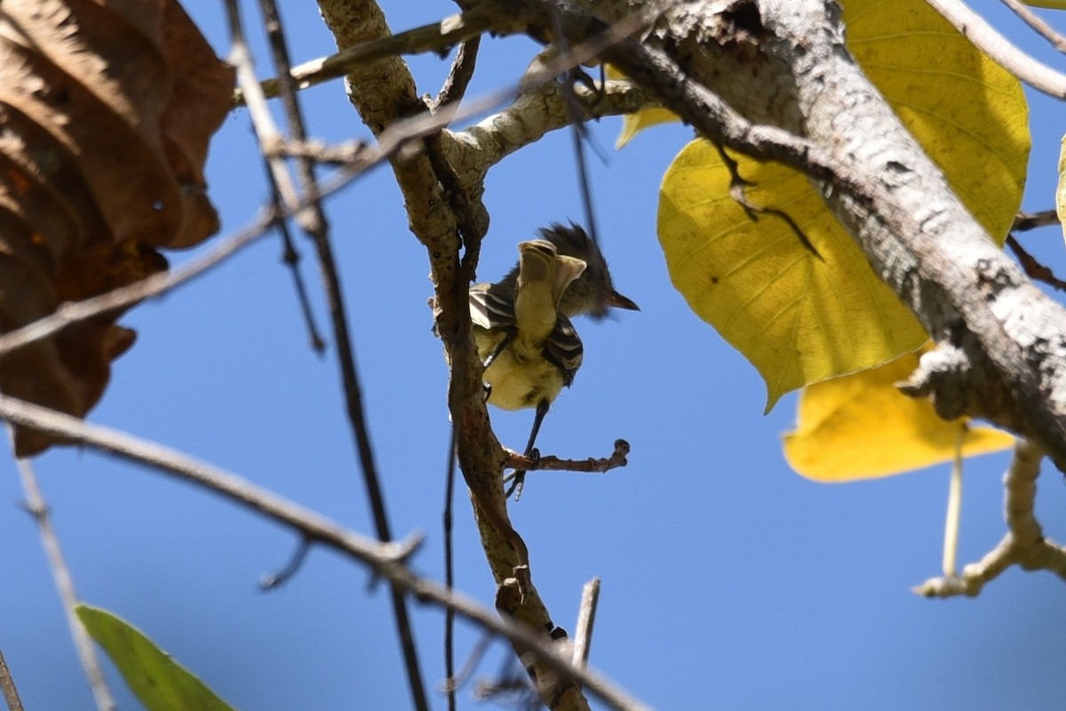 Southern Beardless-Tyrannulet - ML639316409
