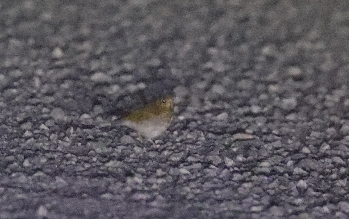 Veery - ML639316425