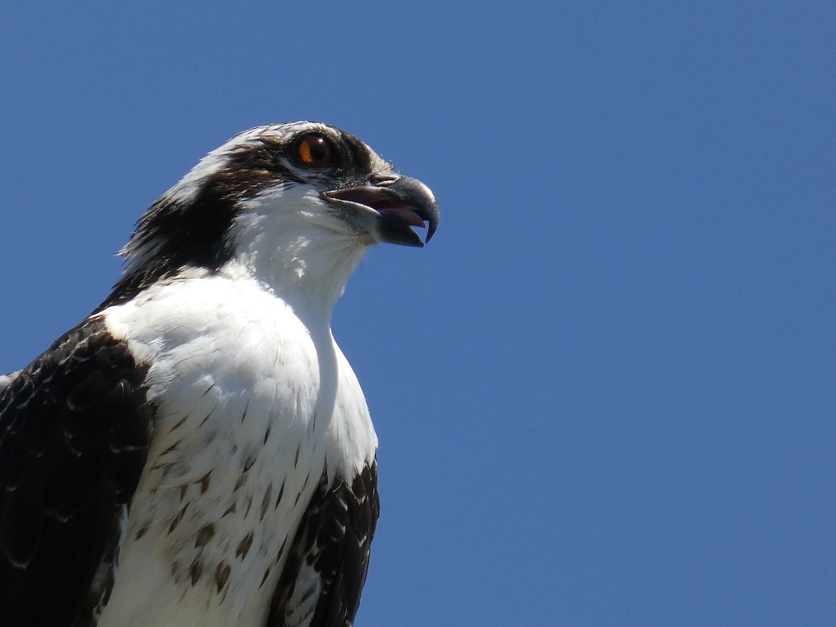 orlovec říční - ML639316426