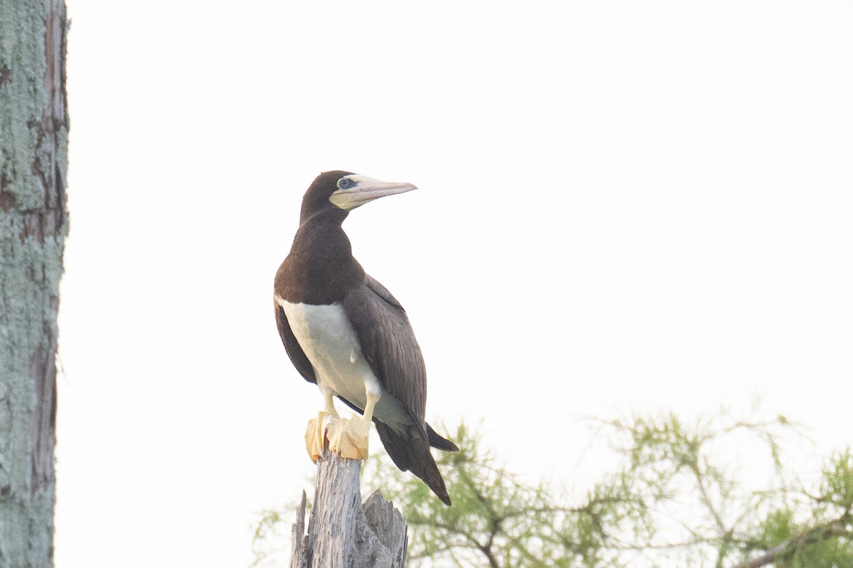 Brown Booby - ML639316465
