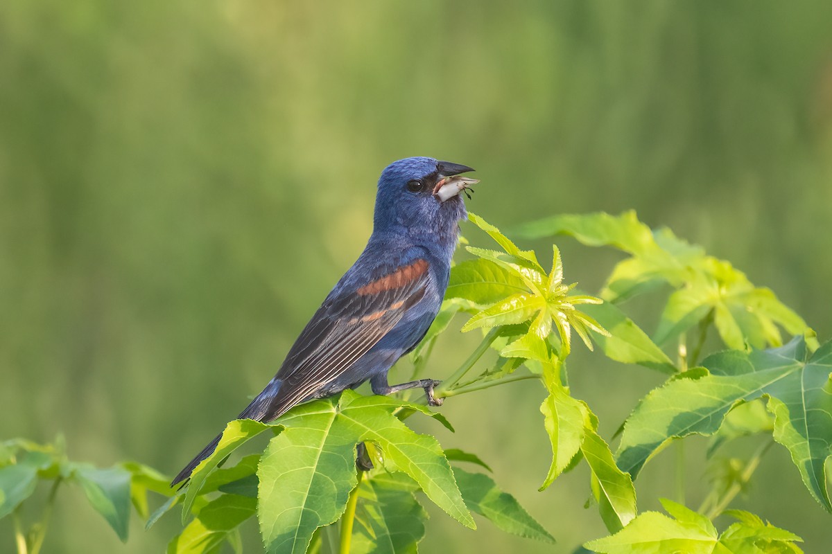 Blue Grosbeak - ML639316468