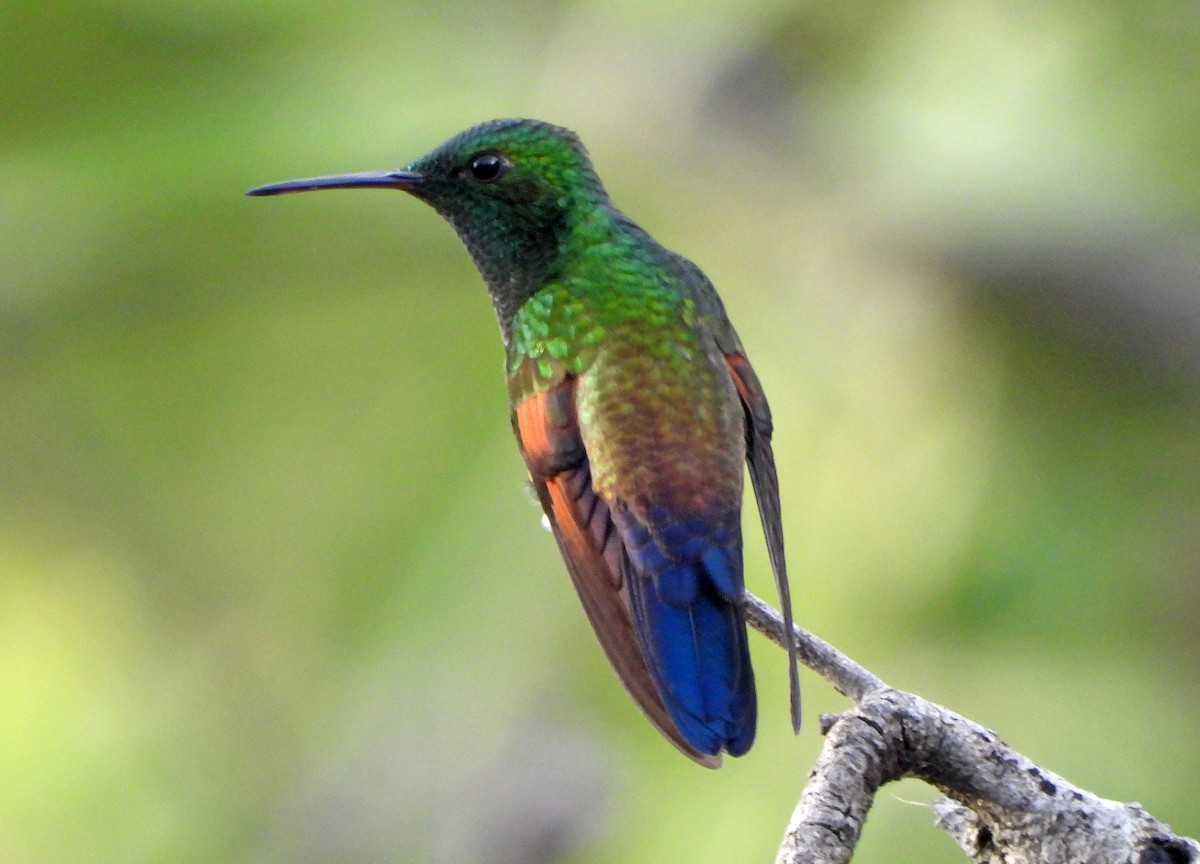 Blue-tailed Hummingbird - ML639316522