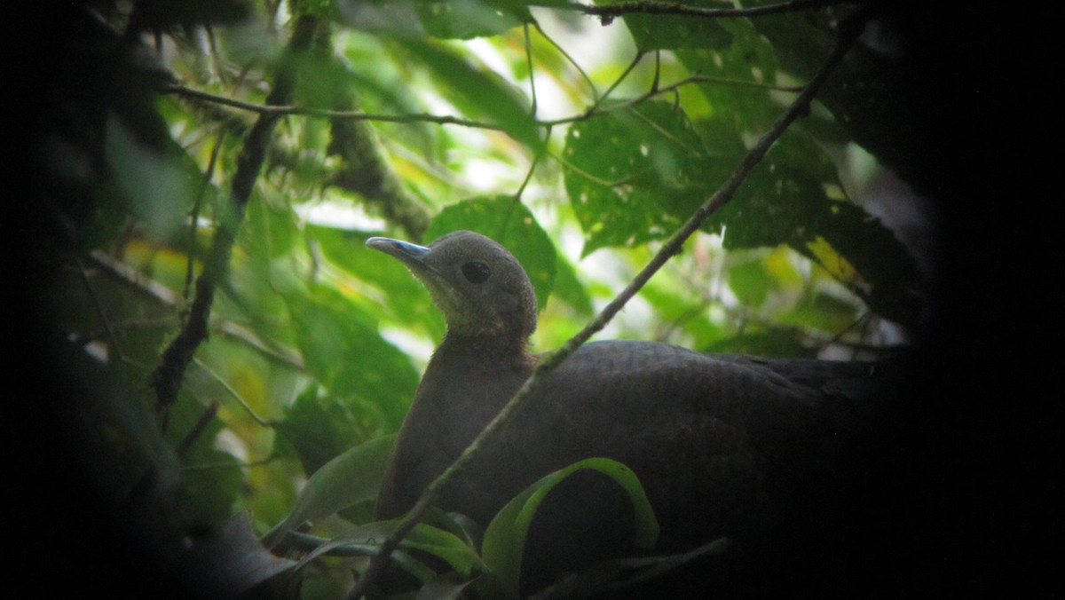 Solitary Tinamou - ML639316562