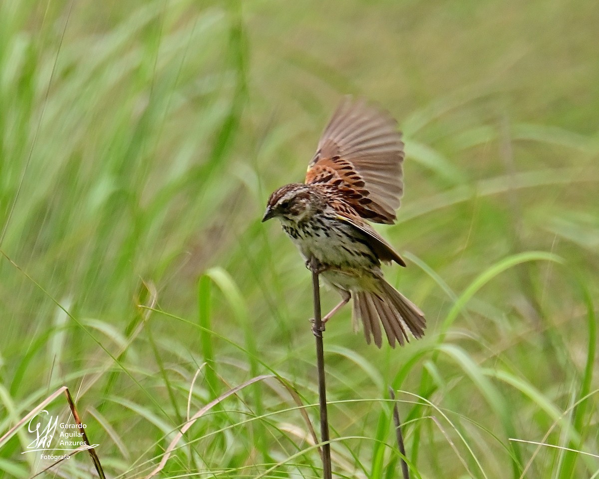 Sierra Madre Sparrow - ML639316608