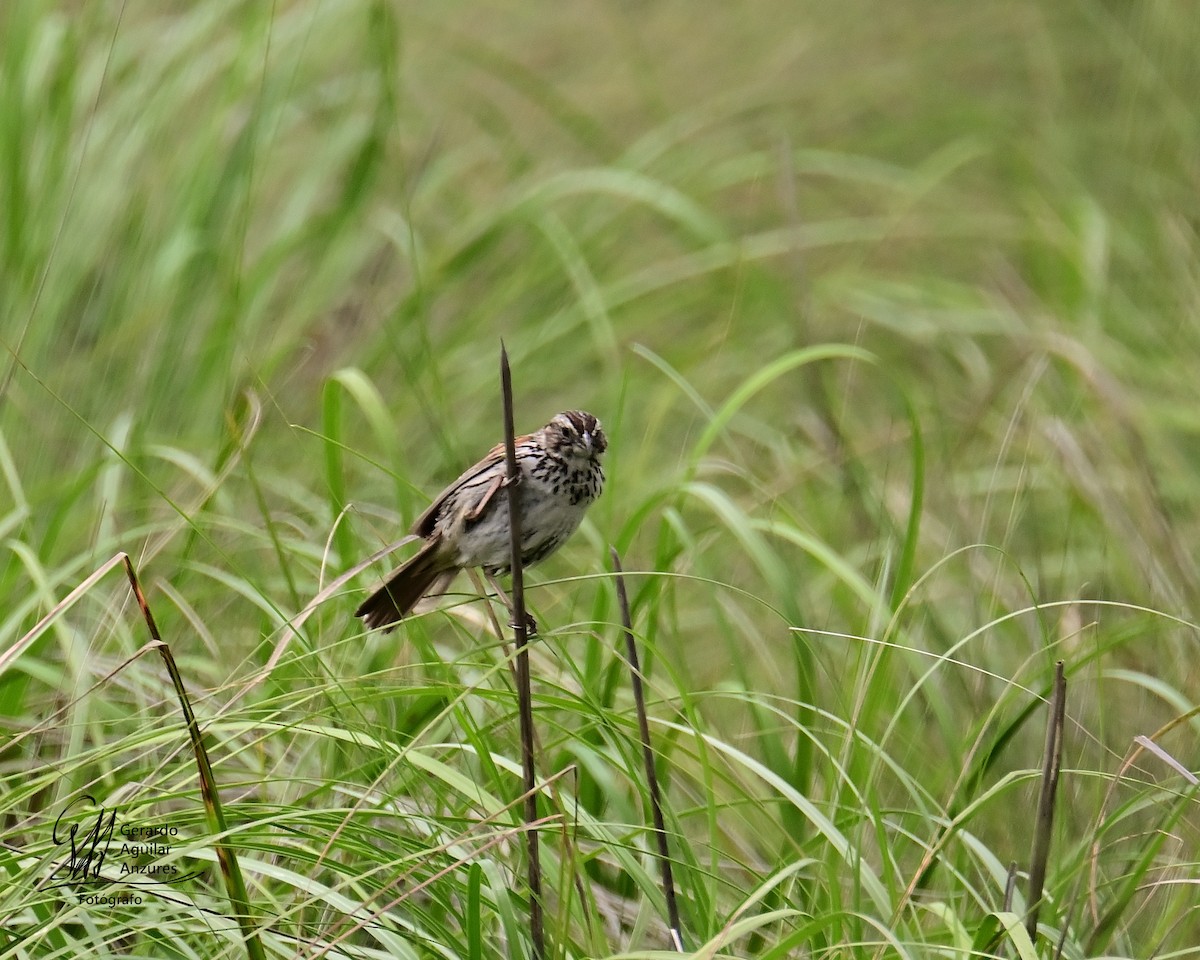 Sierra Madre Sparrow - ML639316609