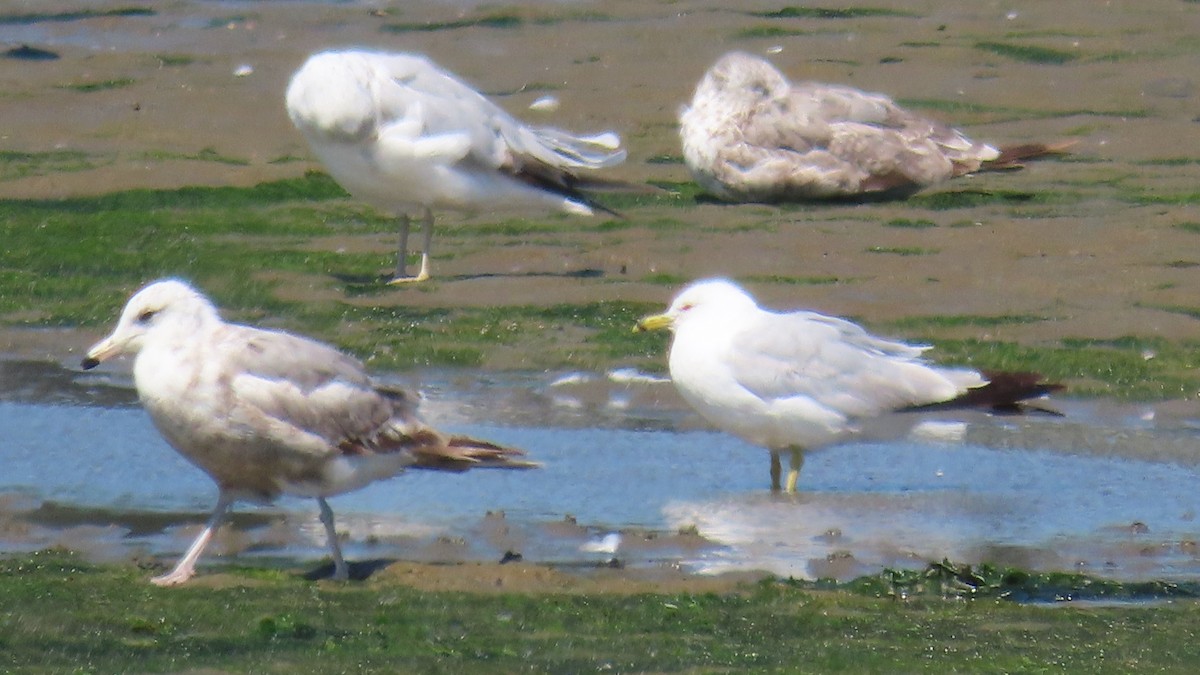 クロワカモメ - ML639316612