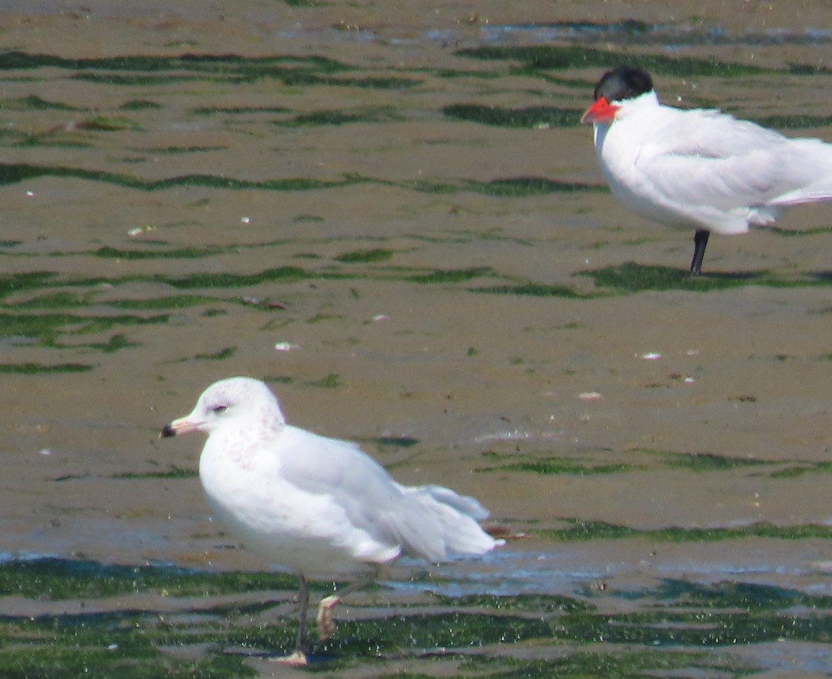 クロワカモメ - ML639316613