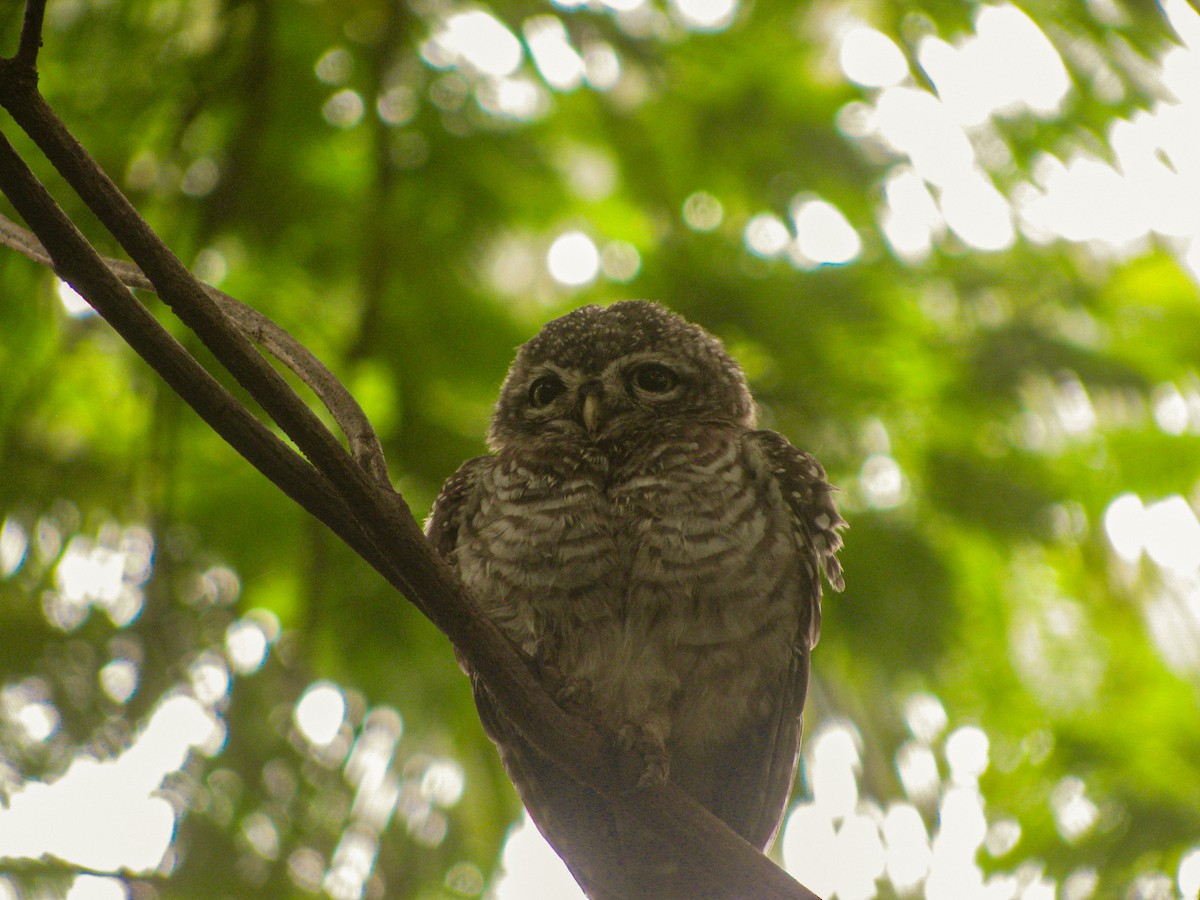 Spotted Owlet - ML639316652
