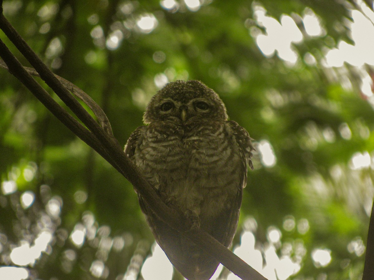 Spotted Owlet - ML639316653