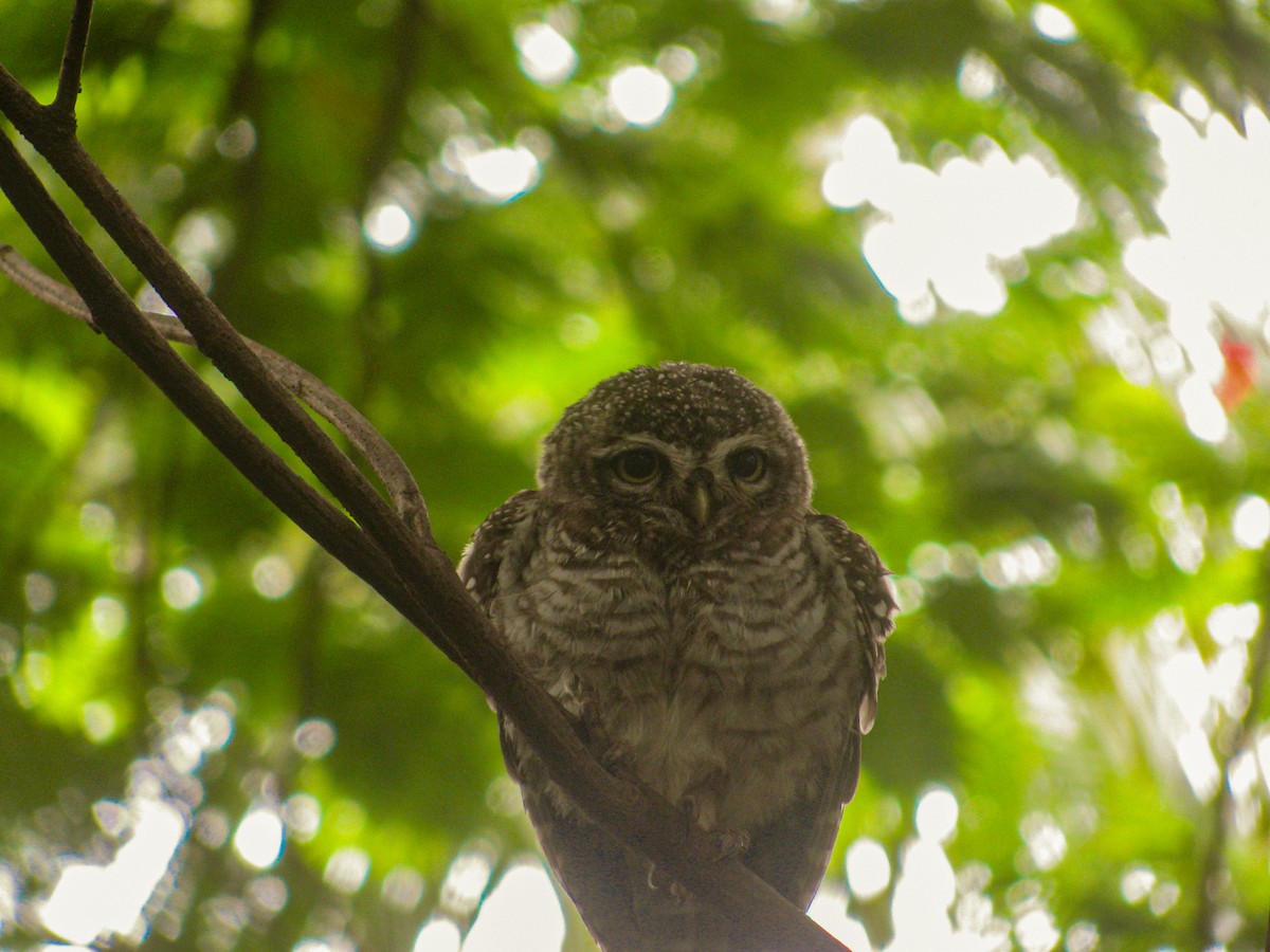 Spotted Owlet - ML639316654