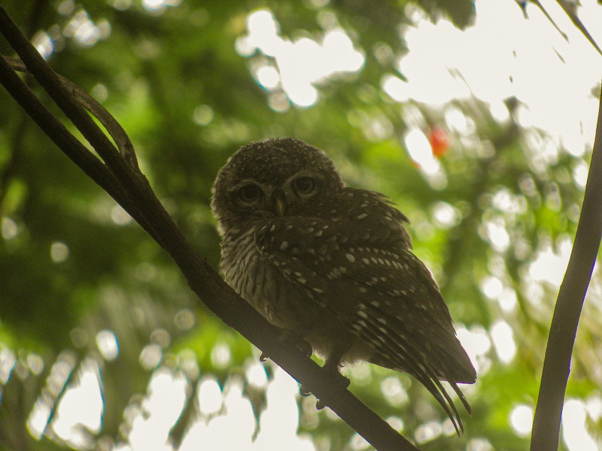 Spotted Owlet - ML639316655