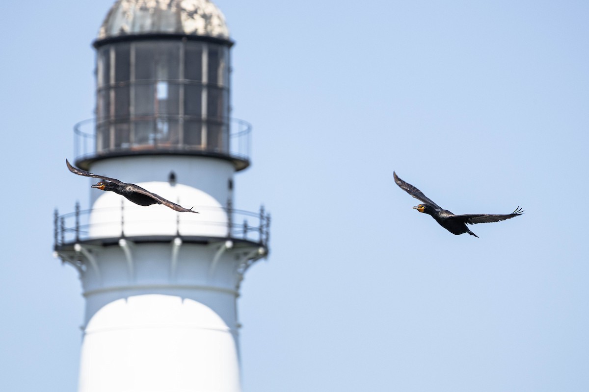 Double-crested Cormorant - ML639316851