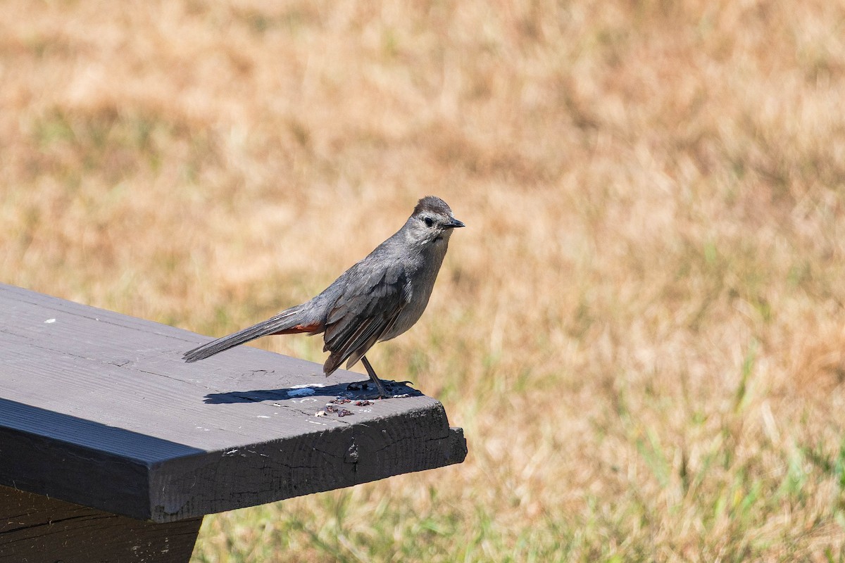 Gray Catbird - ML639316853
