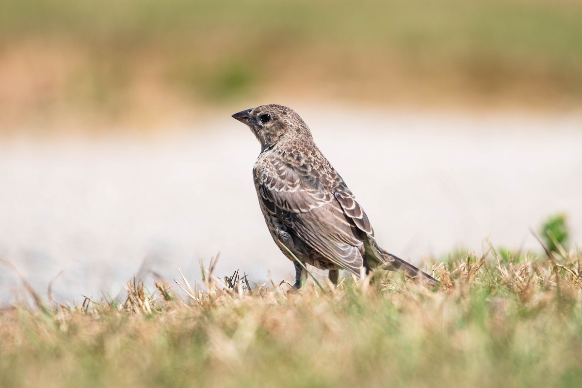 Brown-headed Cowbird - ML639316859