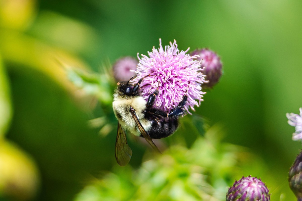 Common Eastern Bumblebee - ML639316873