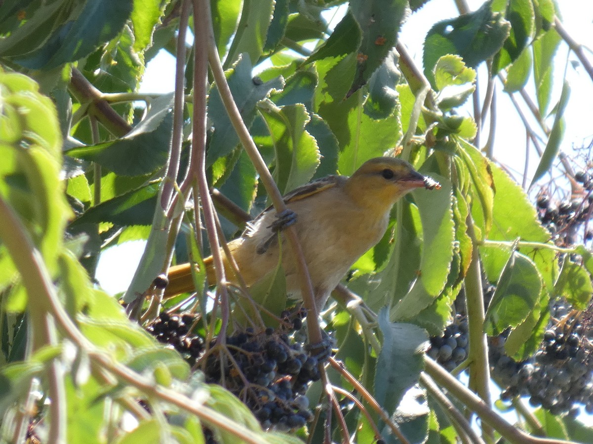 Bullock's Oriole - ML639316901