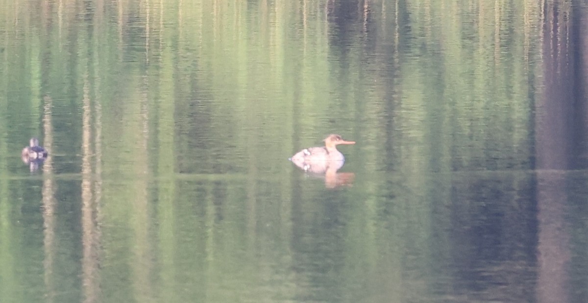 Red-breasted Merganser - ML639316907