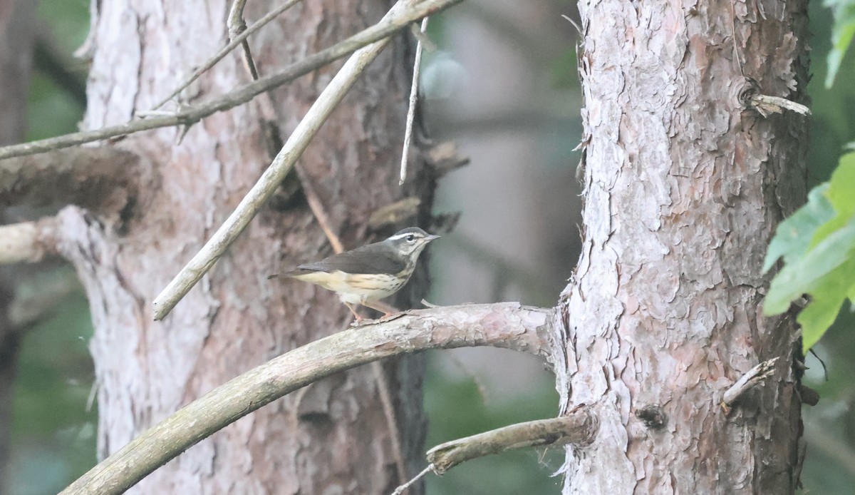 Louisiana Waterthrush - ML639316920