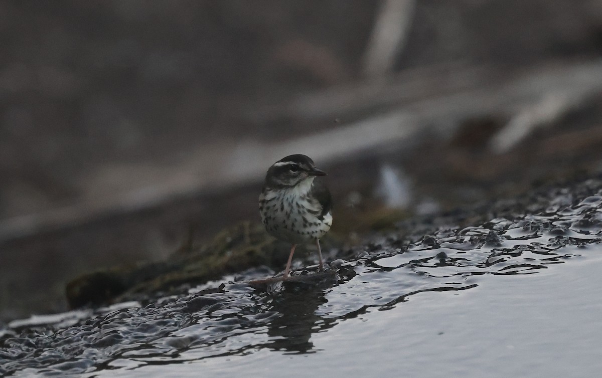 Louisiana Waterthrush - ML639316970