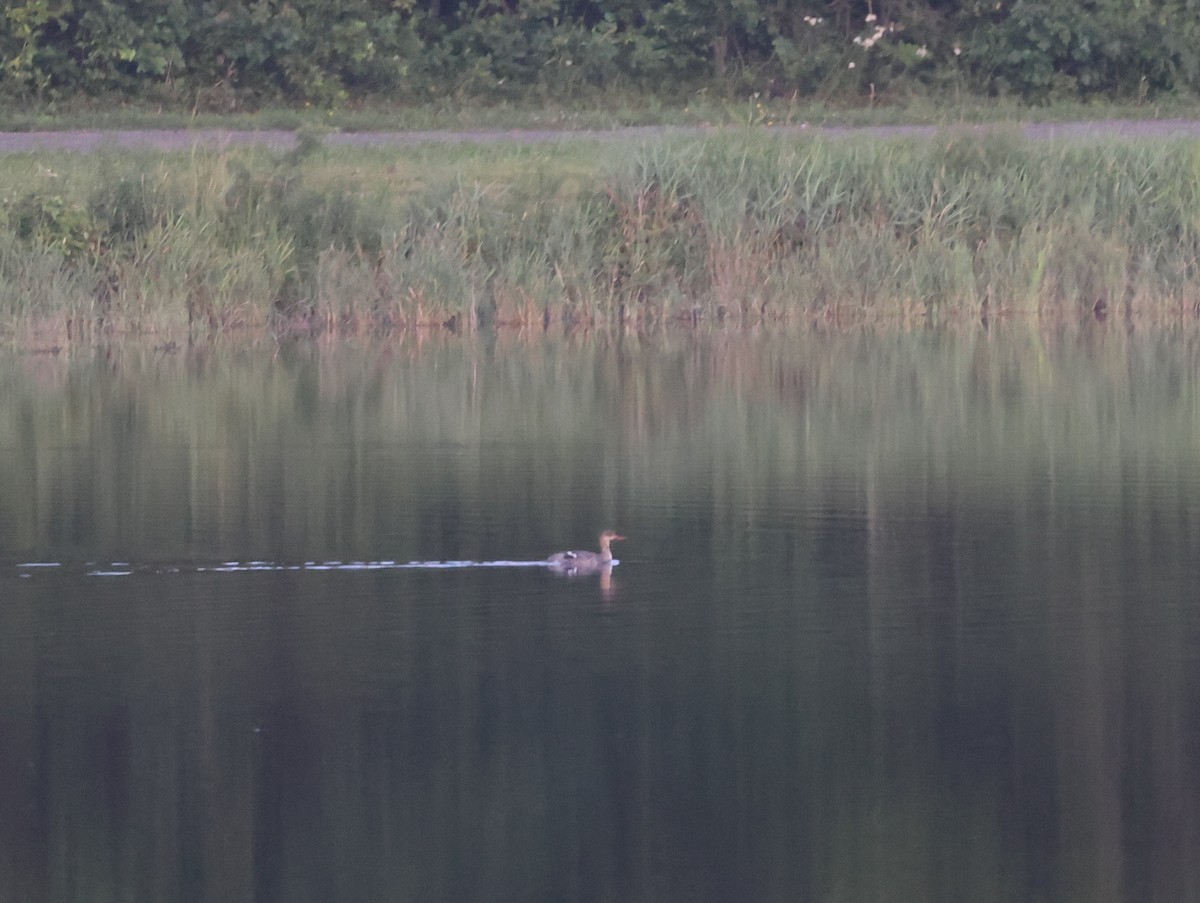 Red-breasted Merganser - ML639316972