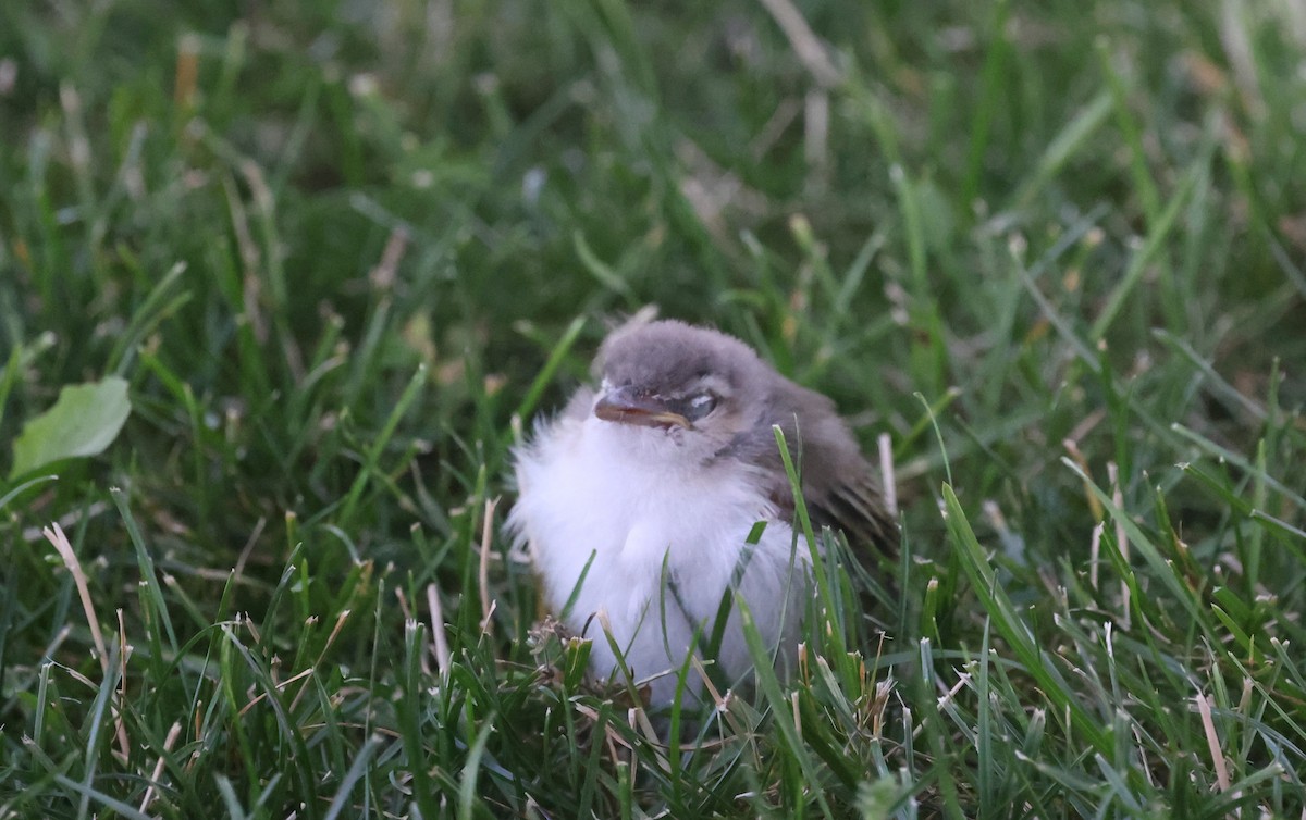 Vireo begigorria - ML639316986