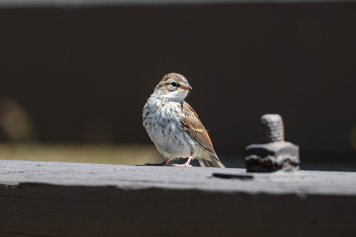 Chipping Sparrow - ML639316987