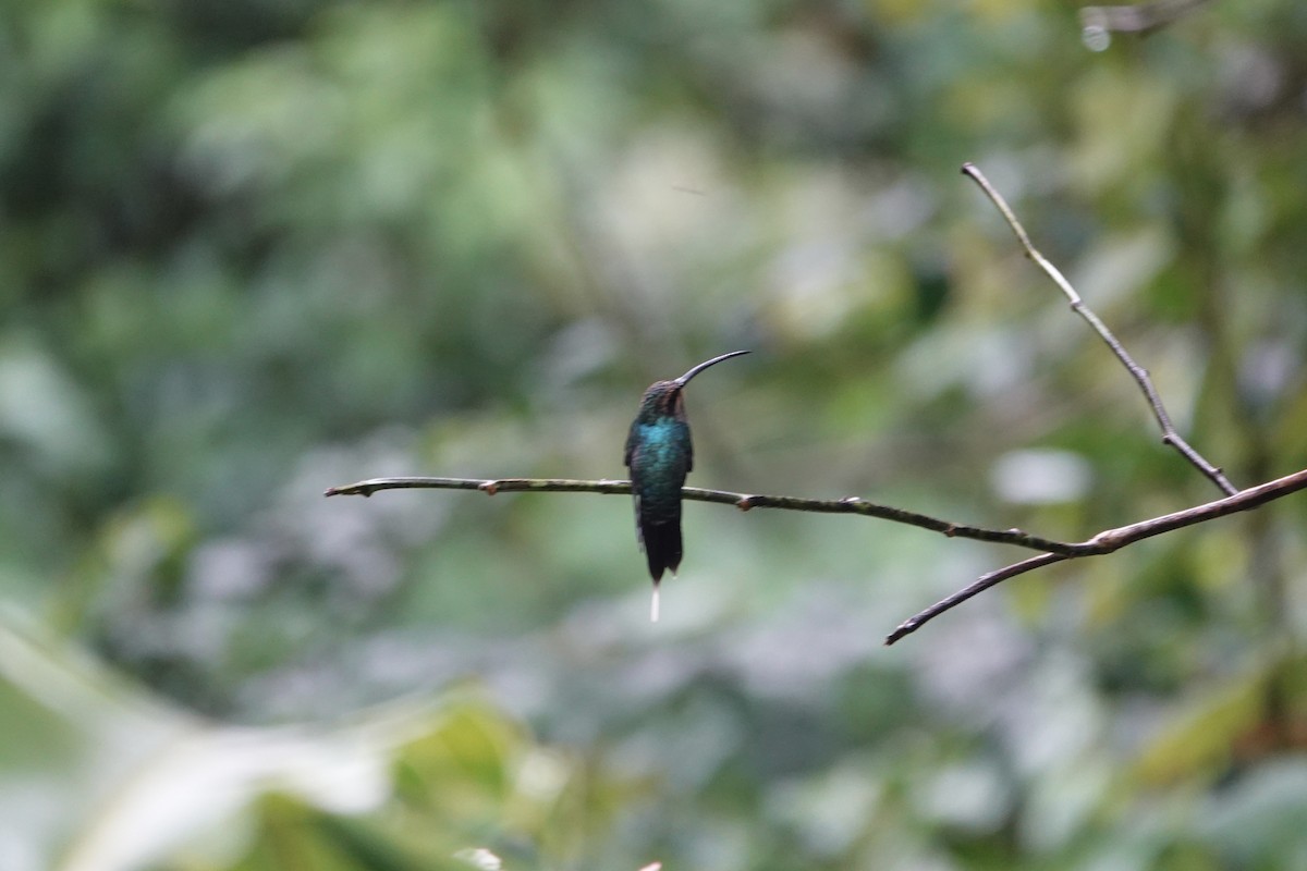 Green Hermit - ML639317011