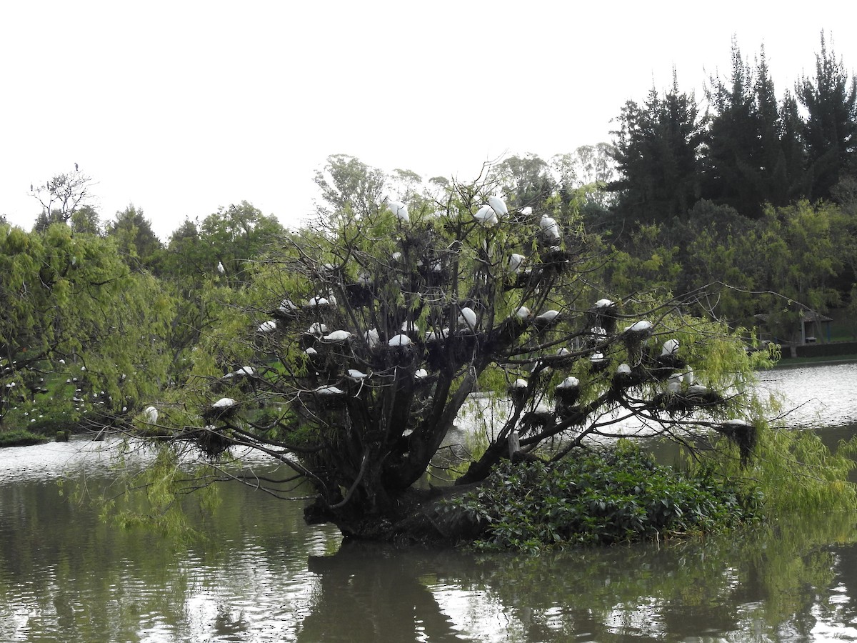 Great Egret - ML639317061